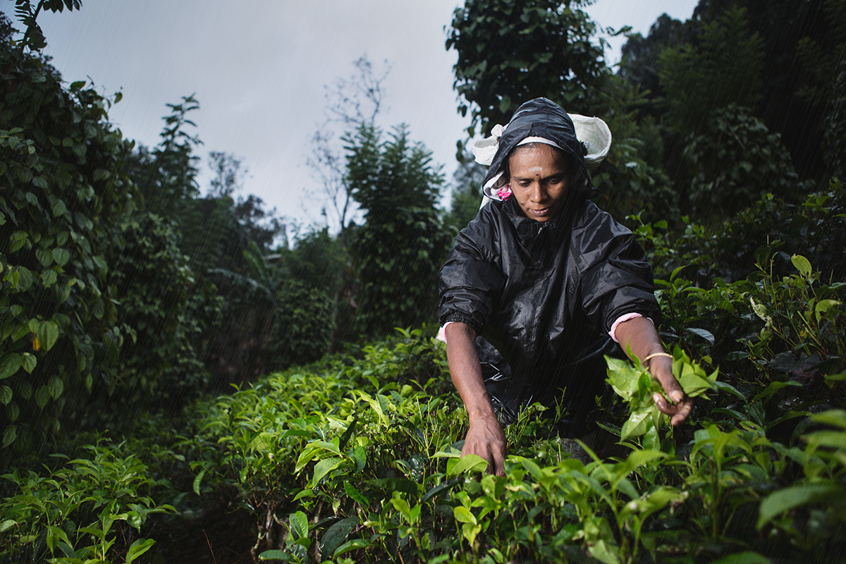 reportage Documentary storytelling portraits portrait strobist profoto Travel discovery Sri lanka tea Ceylon pluckers
