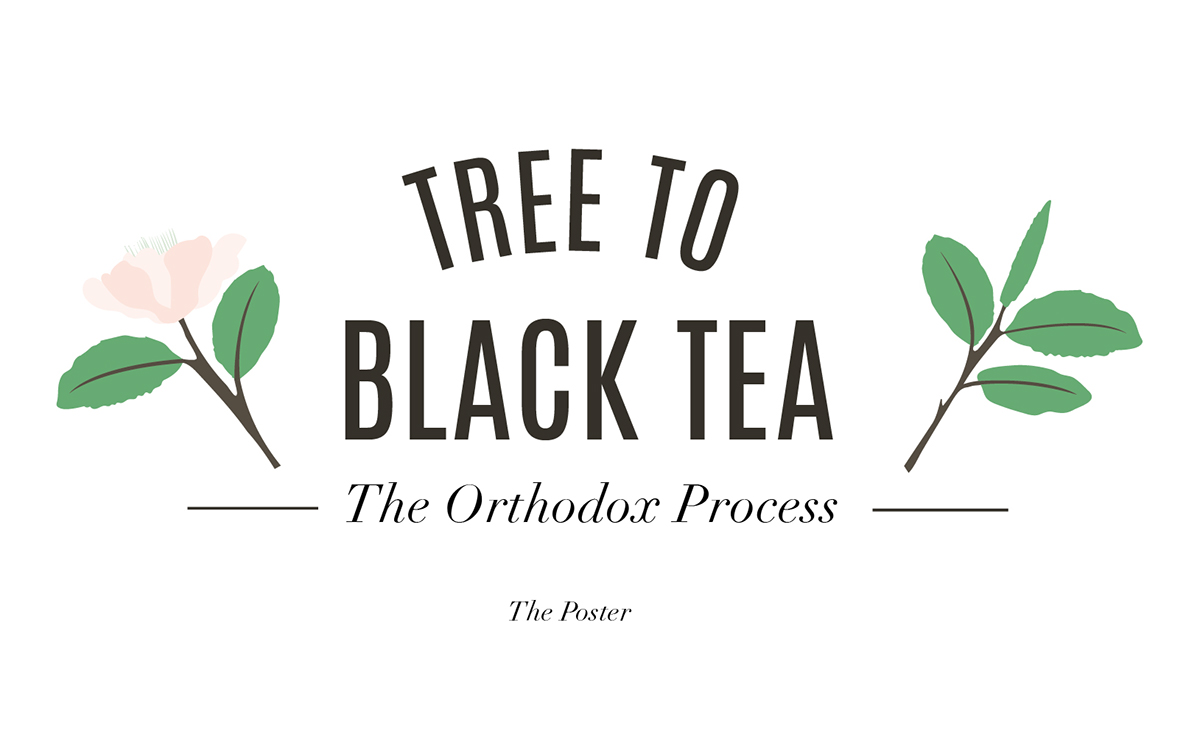 poster black tea tea process industrial Camellia