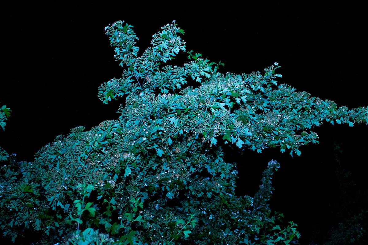 night trees Flash dark