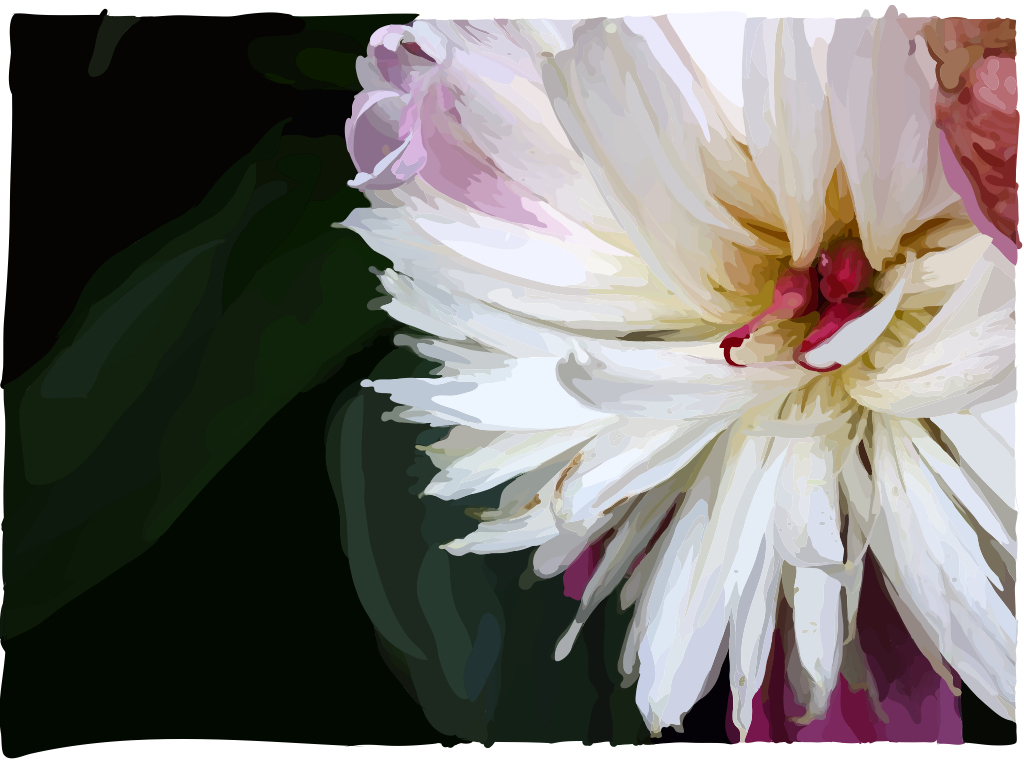 adobedraw painting   flower peony Nature purple pink Photography 