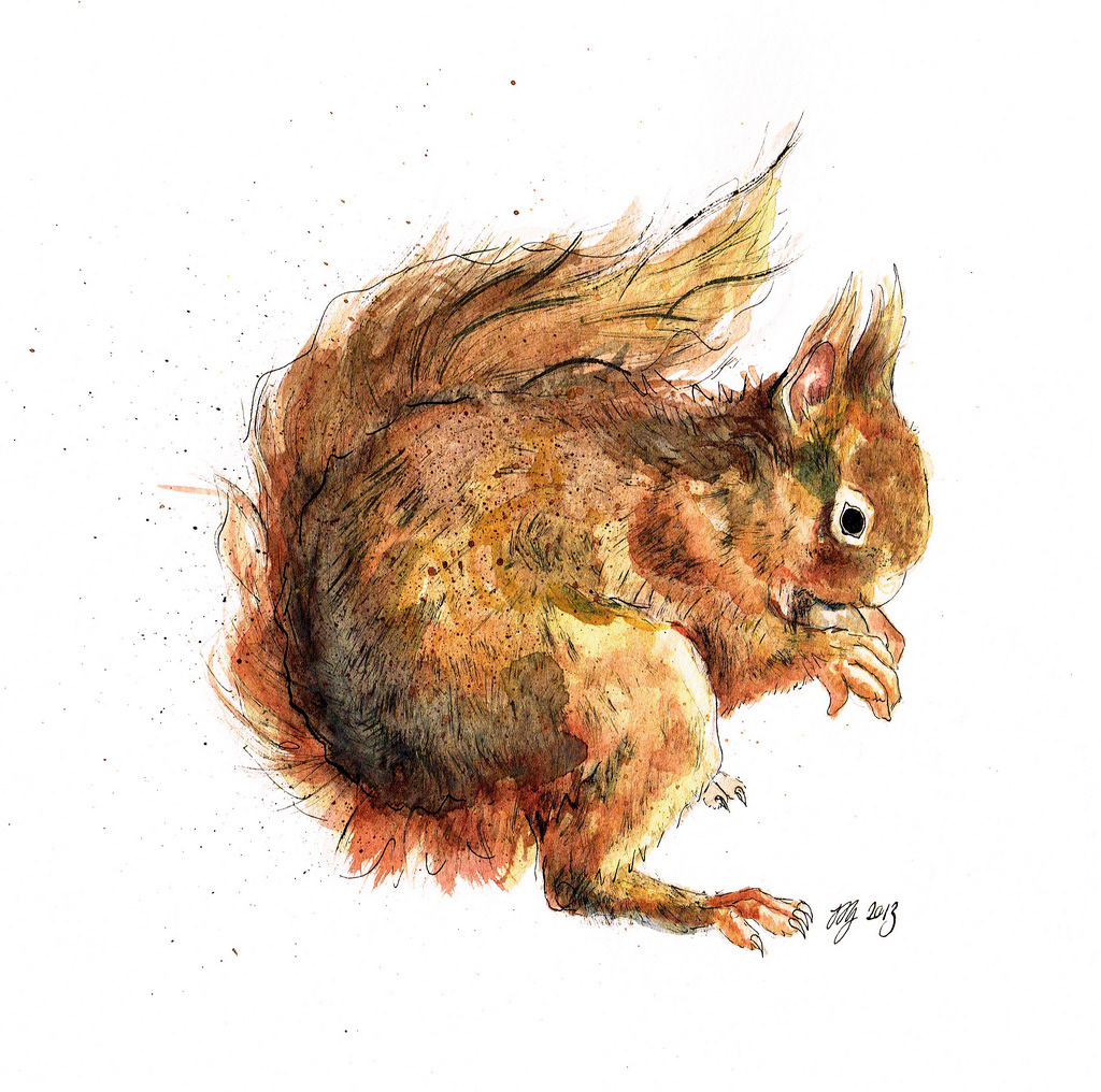 squirrel Red Squirrel ink watercolour Nature wildlife orange nut