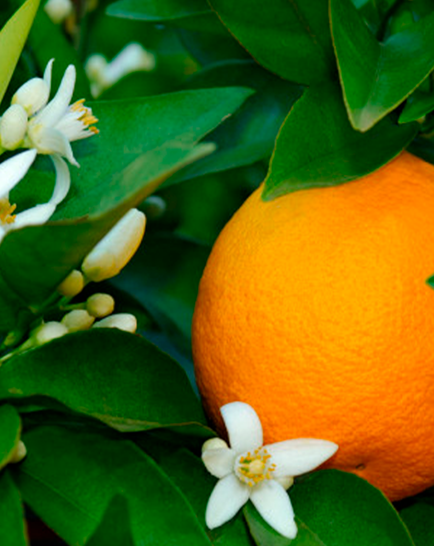 Как цветет мандарин. Бергамот нероли апельсин. Citrus aurantium Петитгрейн. Померанец нероли Петигрен. Нероли цветок апельсина.