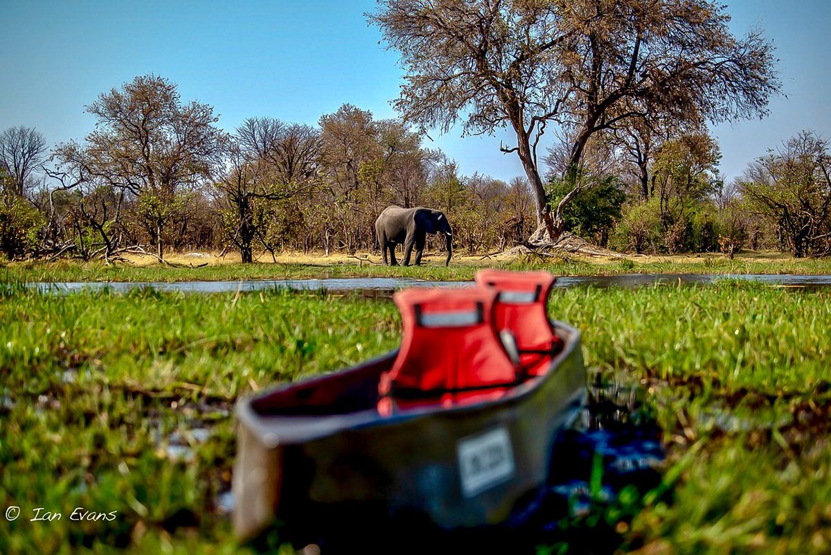 hippo Okavangodelta Botswana