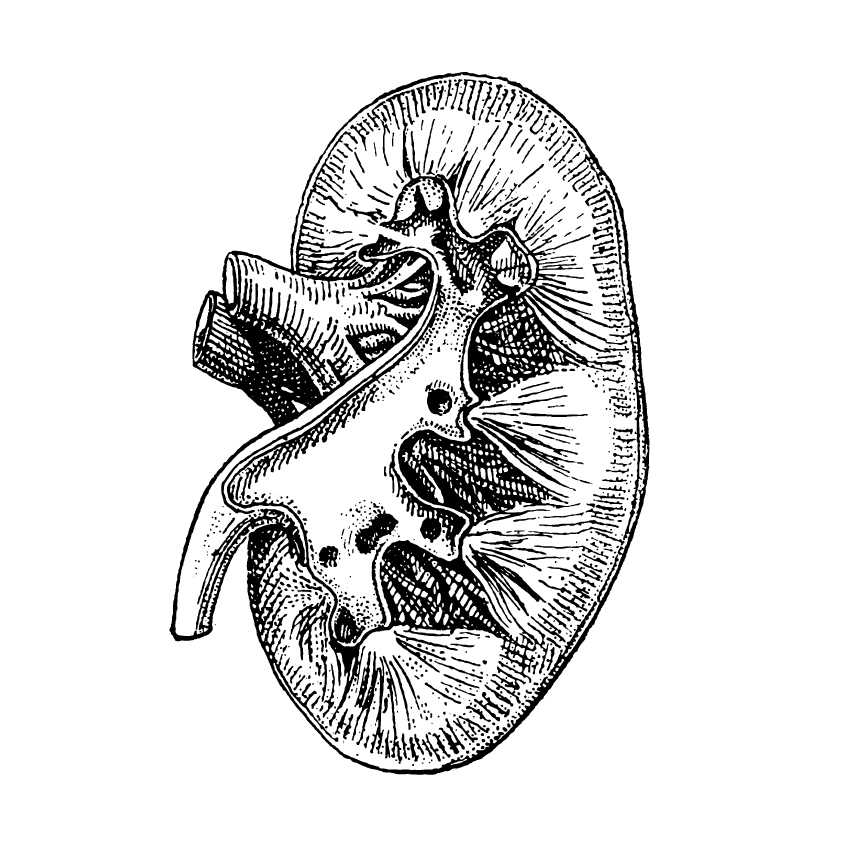 vector anatomy vintage medical diagrams human body organs skull skeleton bones heart hands feet lungs