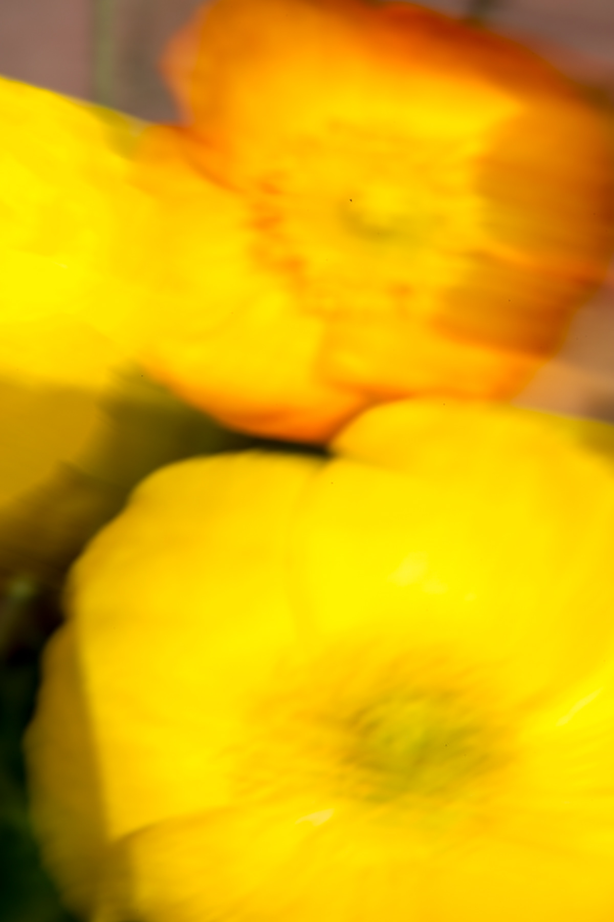 blur impressionistic garden Flowers