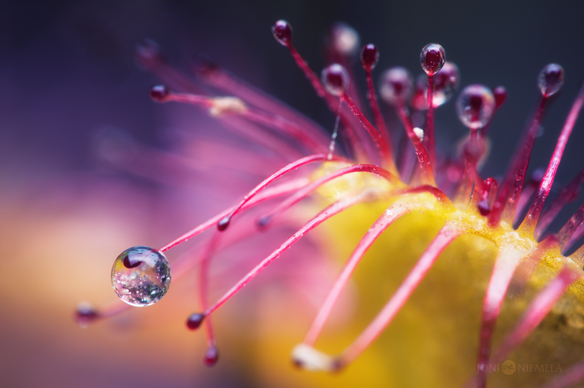drosera sundew macro details colorful carnivorous Plant alien interesting drops