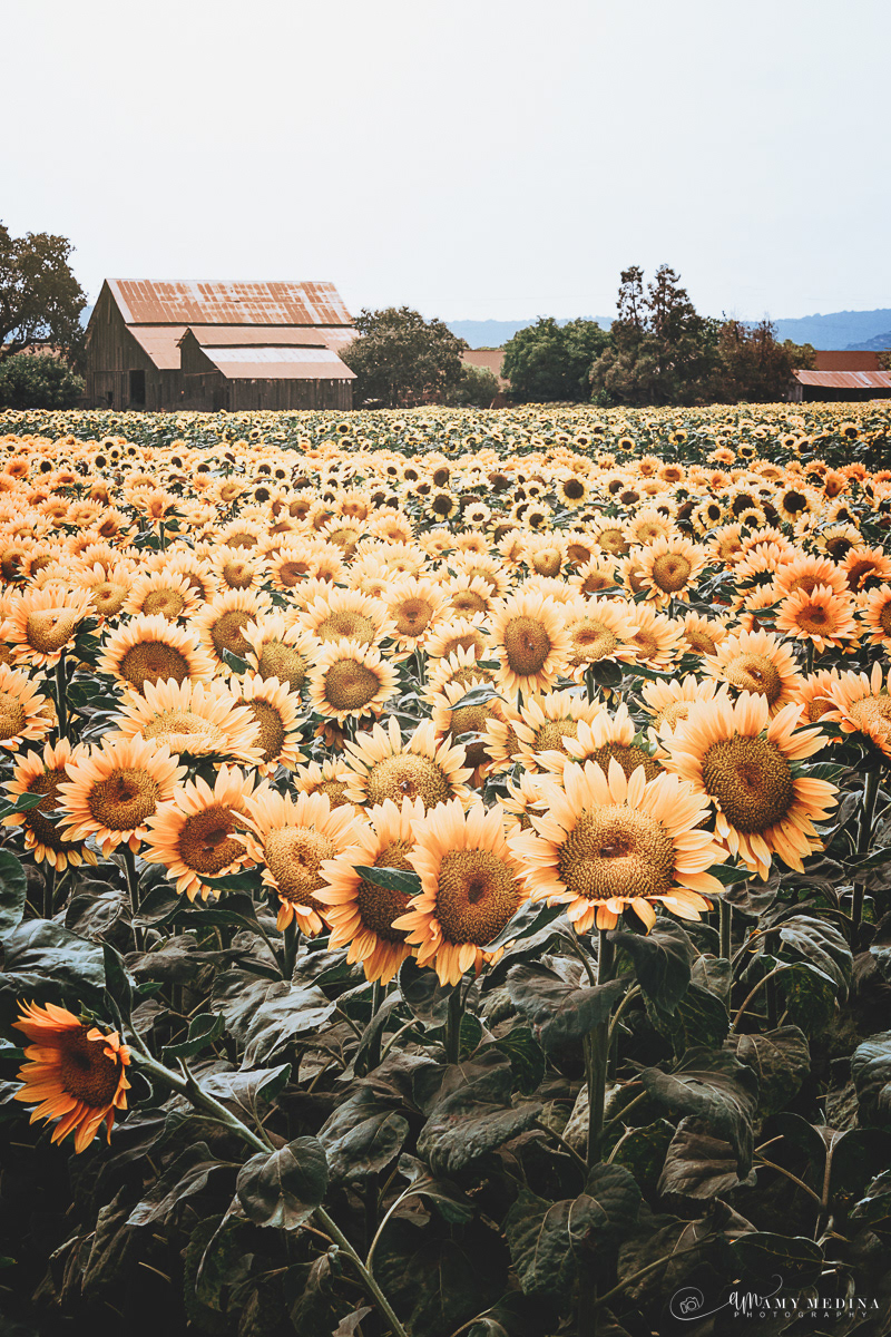 botanical countryside field flower Flowers Landscape Nature Photography  sunflower yellow