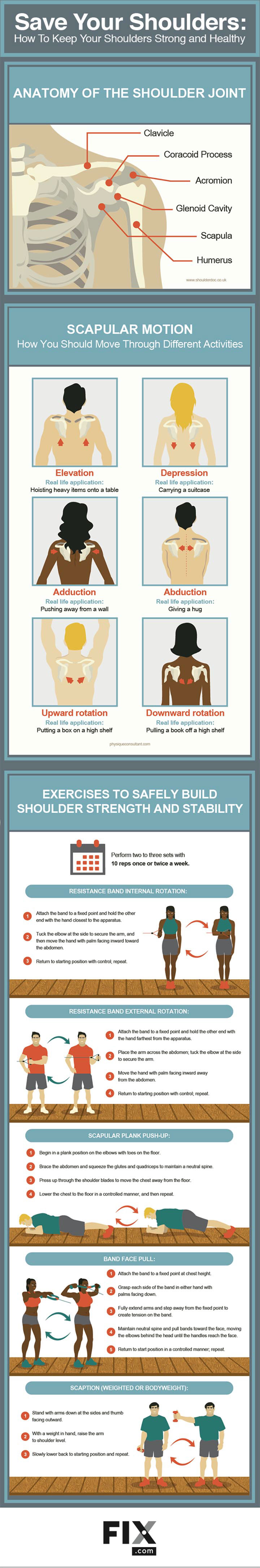 shoulders anatomy Human Body infographic vector Gaci  