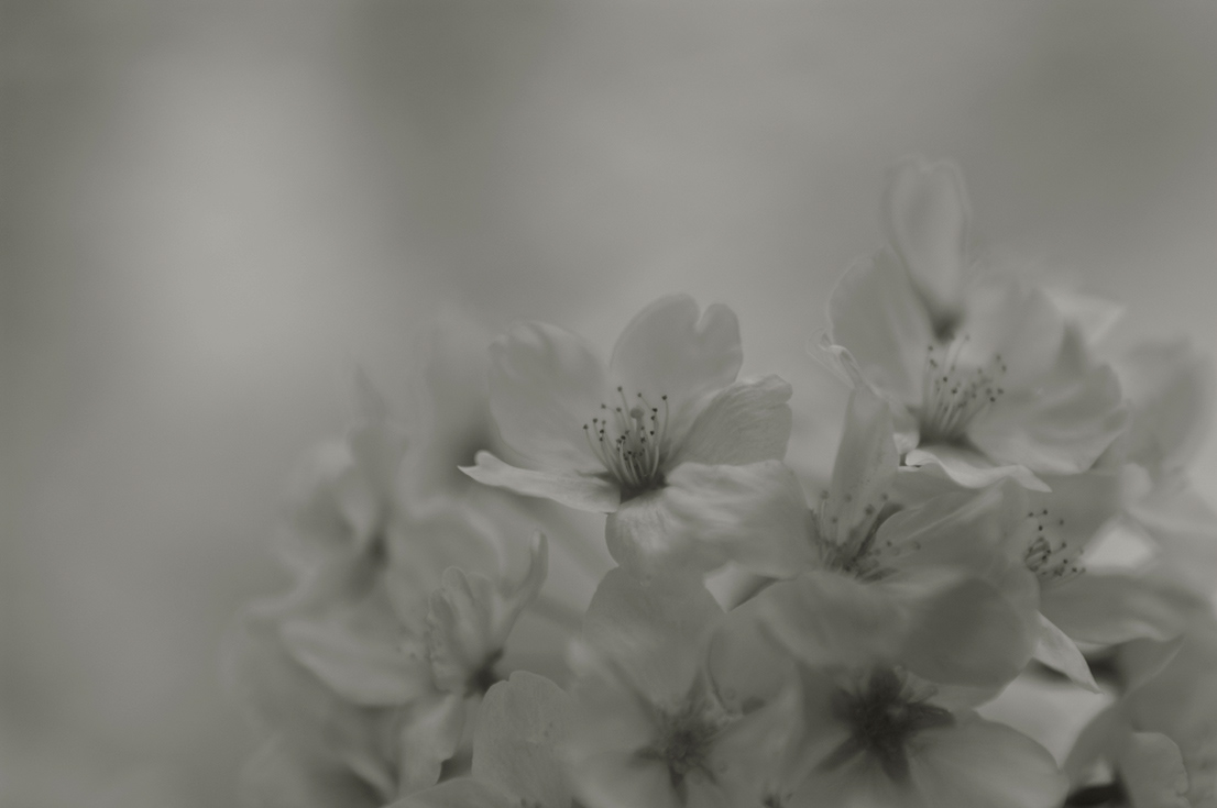 spring april Flowers Asuka Nara japan 明日香村 b&w black and white Nikon
