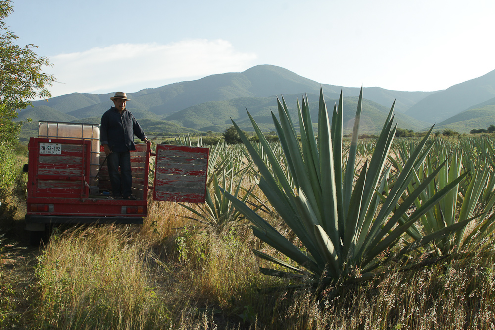 mezcal Documentary  mexico sacred agave oaxaca