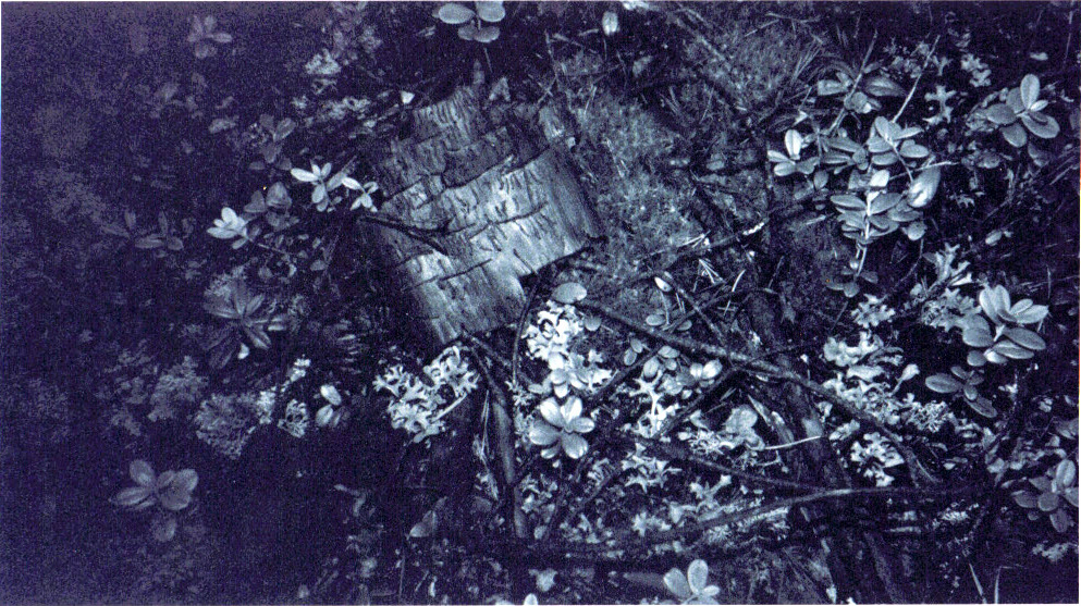 lys forest karelia Tolokonnikovo lebedevka Russia finland black and white disposable pinhole Mushrooms