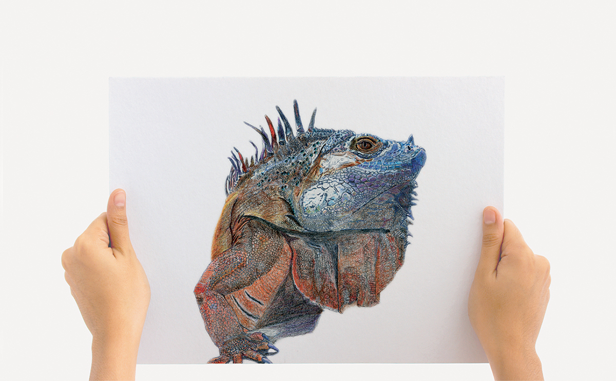 iguana lizard Drawing  watercolor retouch scanned lighbox line tracing coloured pencils