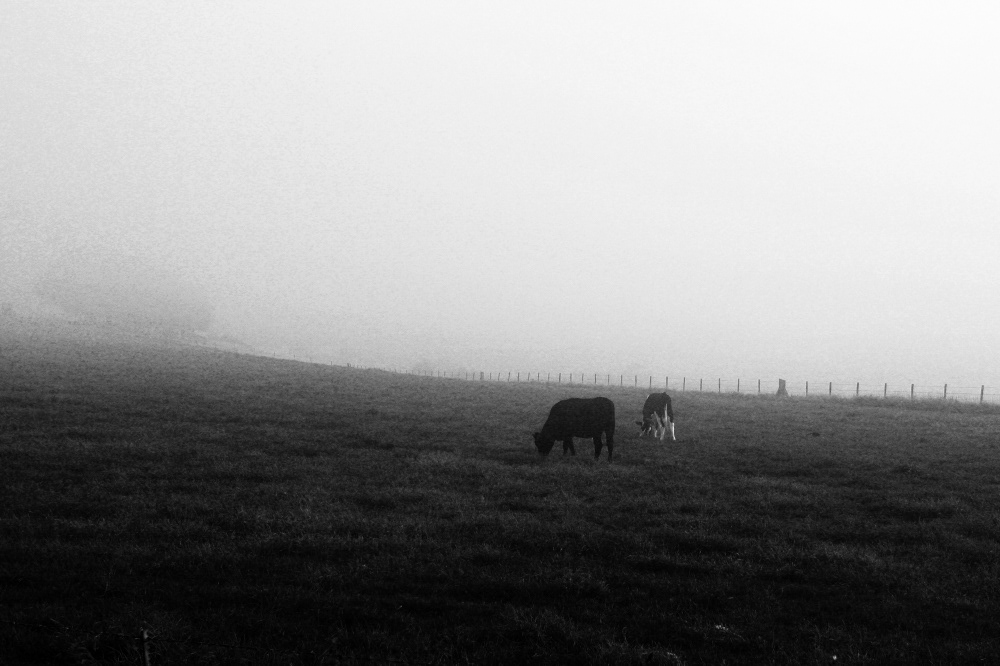 black and White Nature Landscape natural mist fog foggy misty farm land field Tree  trees
