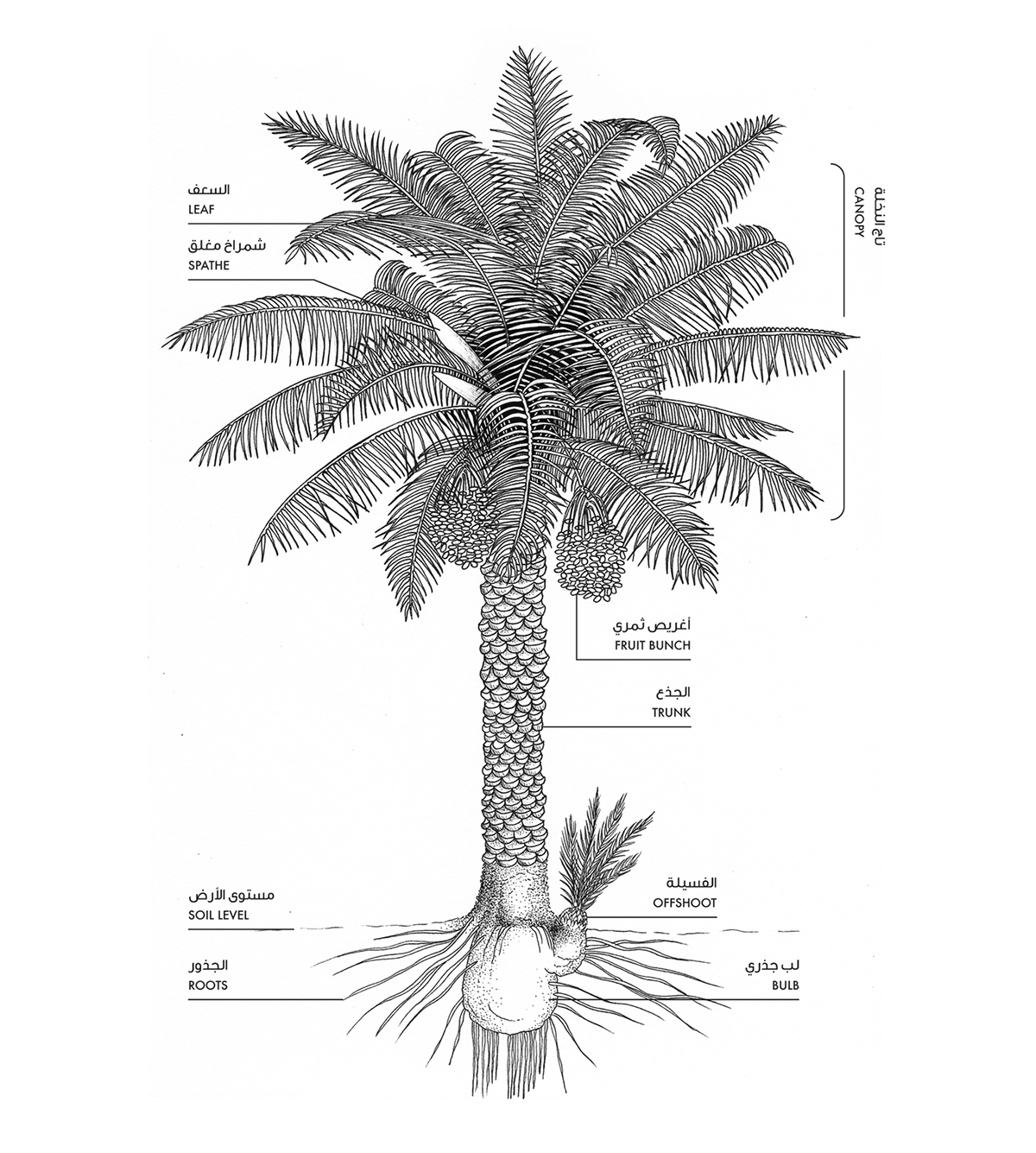 Pen & Ink Pencil drawing sketchbook black & white line drawing botanical illustration botany the Date Palm Phoenix Dactylifera Palm Tree dubai desert Sustainability UAE emirates