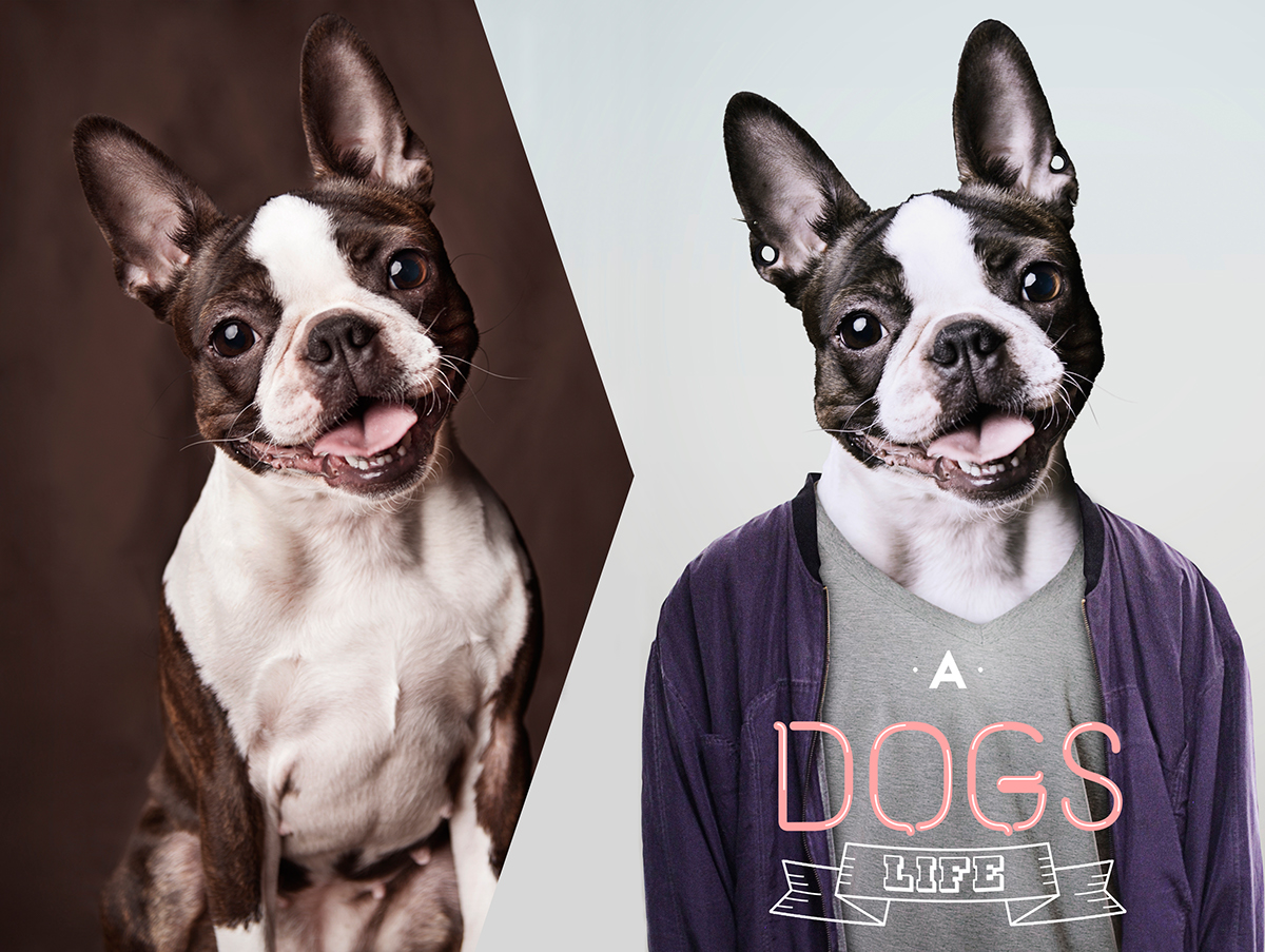 Adobe Portfolio dogs dog manipulation photoshop clothes piercing sandraolufsen photo animal