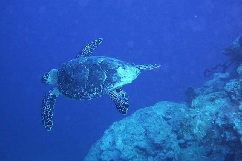 Little Cayman