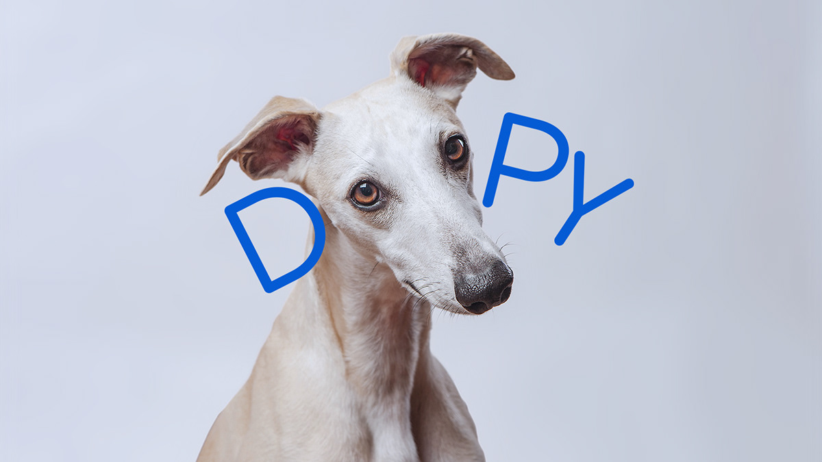 doopy branding  ILLUSTRATION  design logo marca Pet dog dbd estudio graphic design 