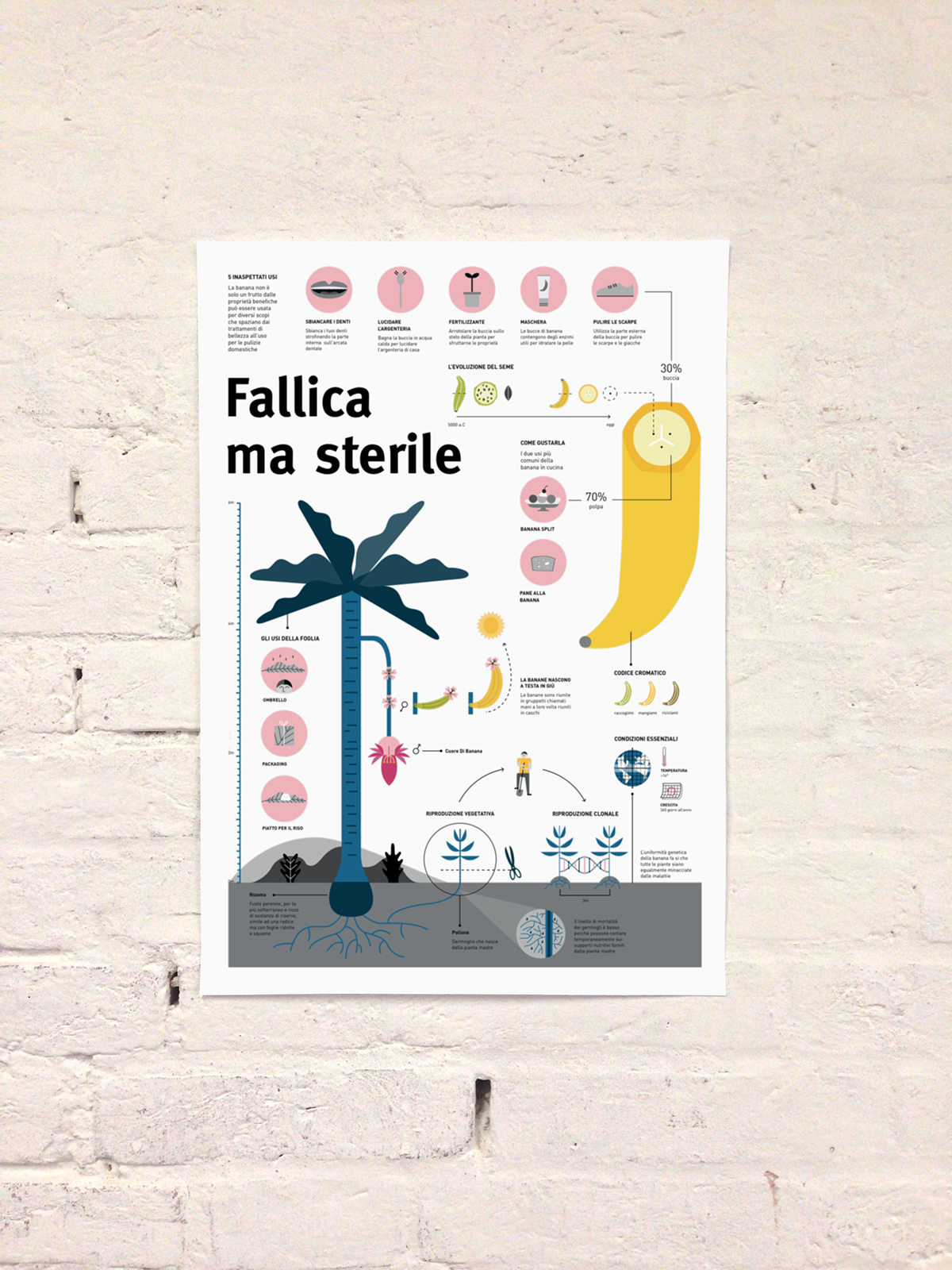 banana infographic poster Fruit reproduction Icon