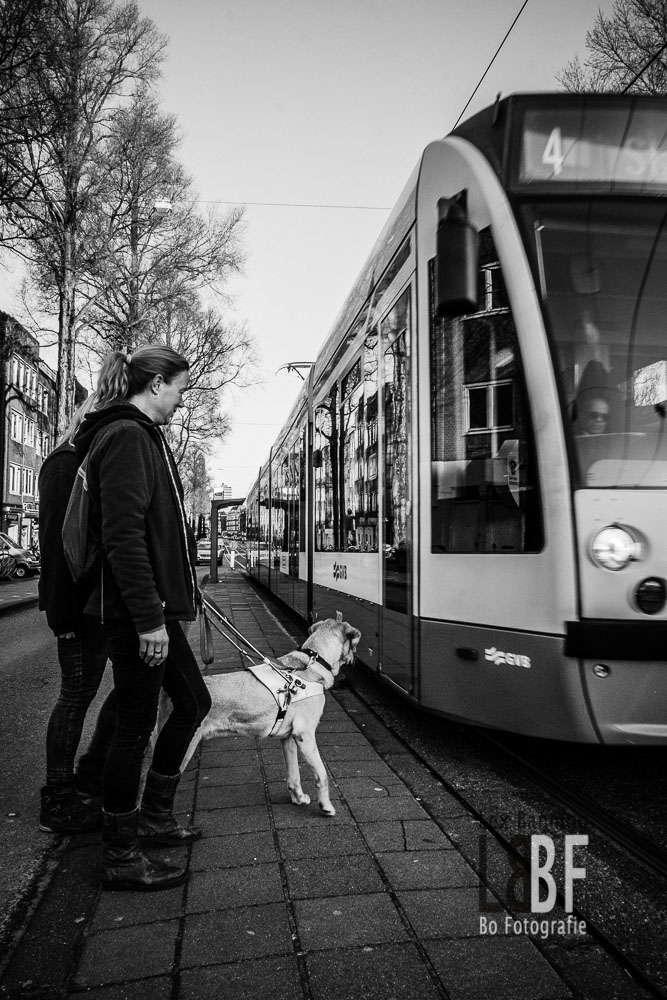 Adobe Portfolio Guide Dogs KNGF de pijp  amsterdam