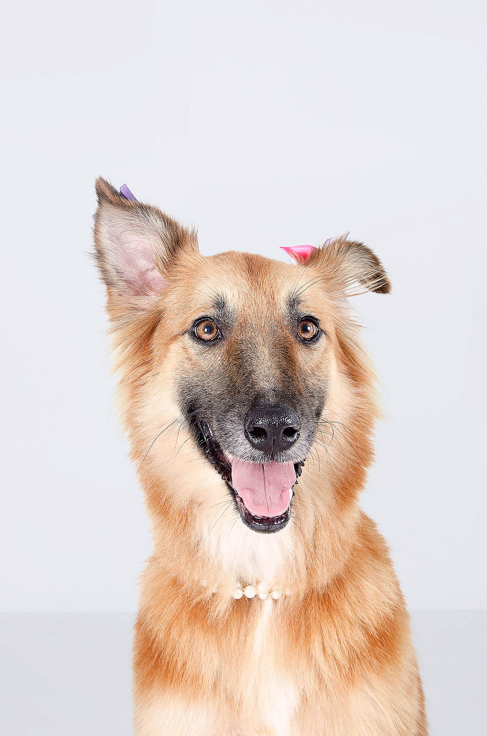 dogs  rescued dogs adoption portrait  dog portrait