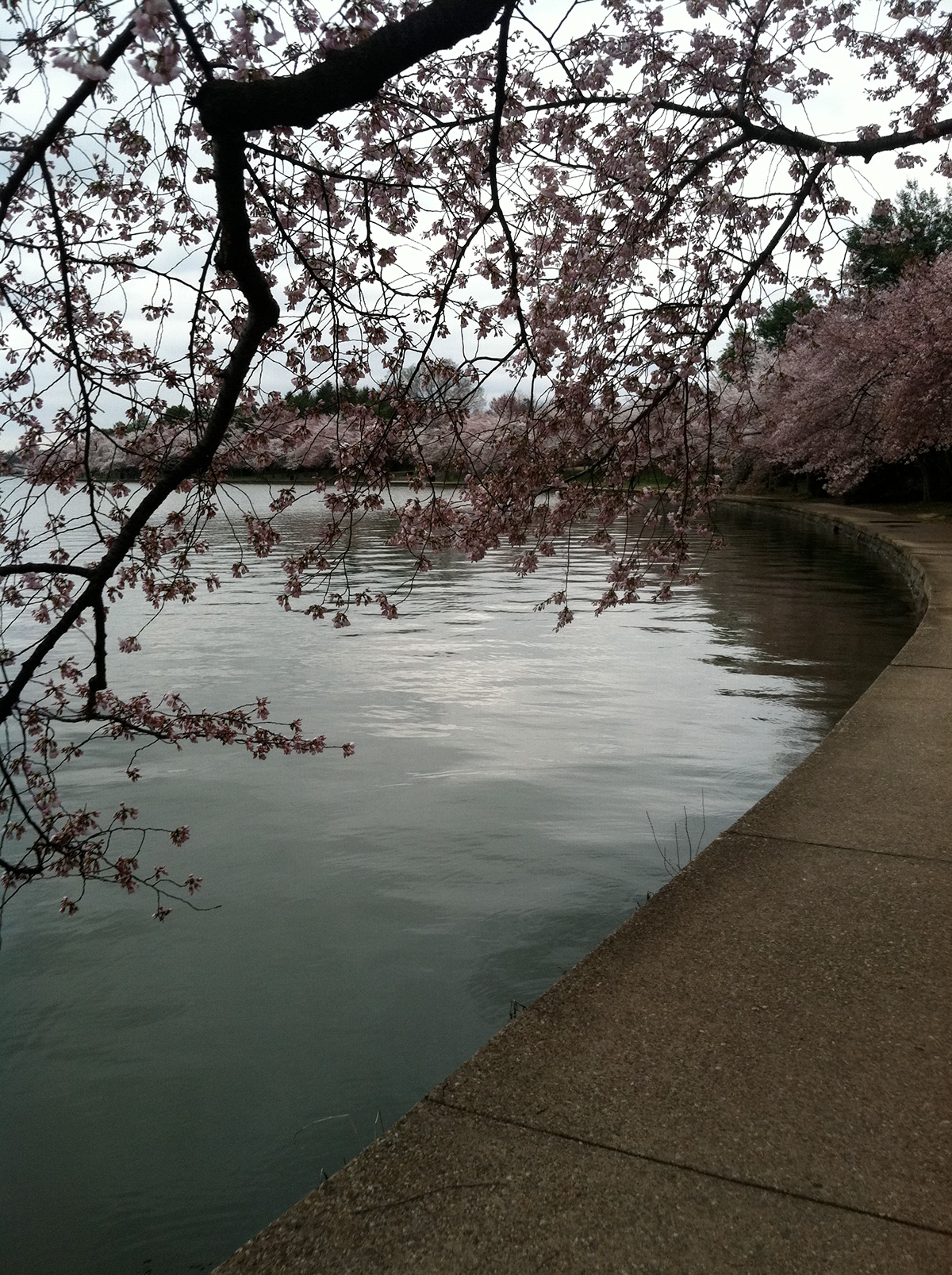 Washington dc Nation's Capital chinatown monuments Cherry blossoms jefferson