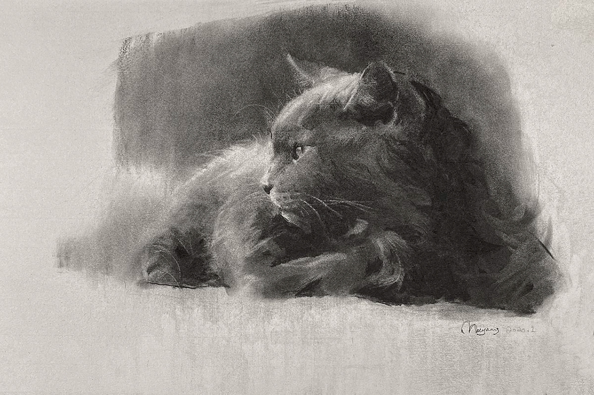 animal artwork beauty Cat cute Drawing  portrait sketch