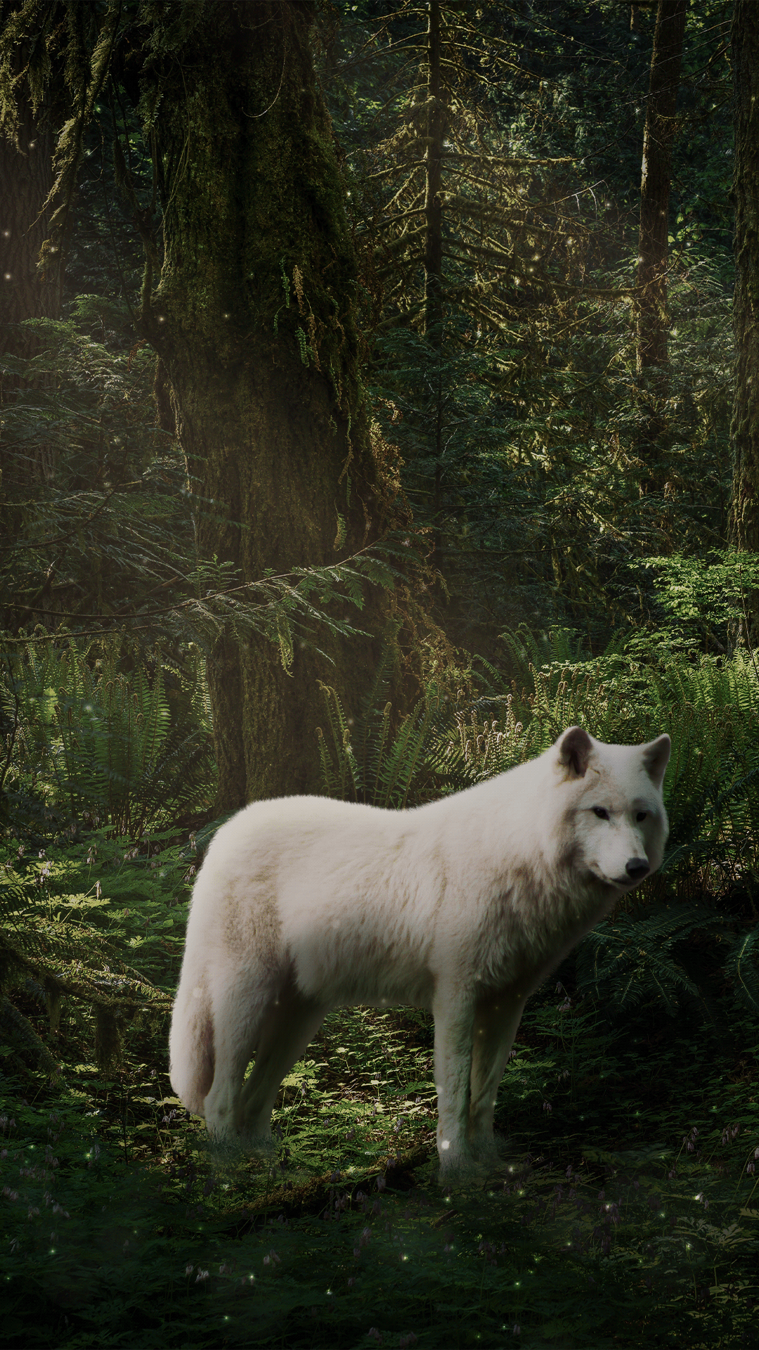 forest Image Editing manipulation Nature photoshop portrait retouching  trees winter wolf