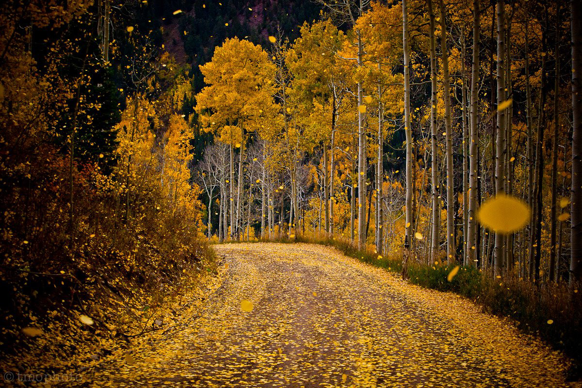 Colorado Fall autumn aspen mountains trees yelllow hiking camping