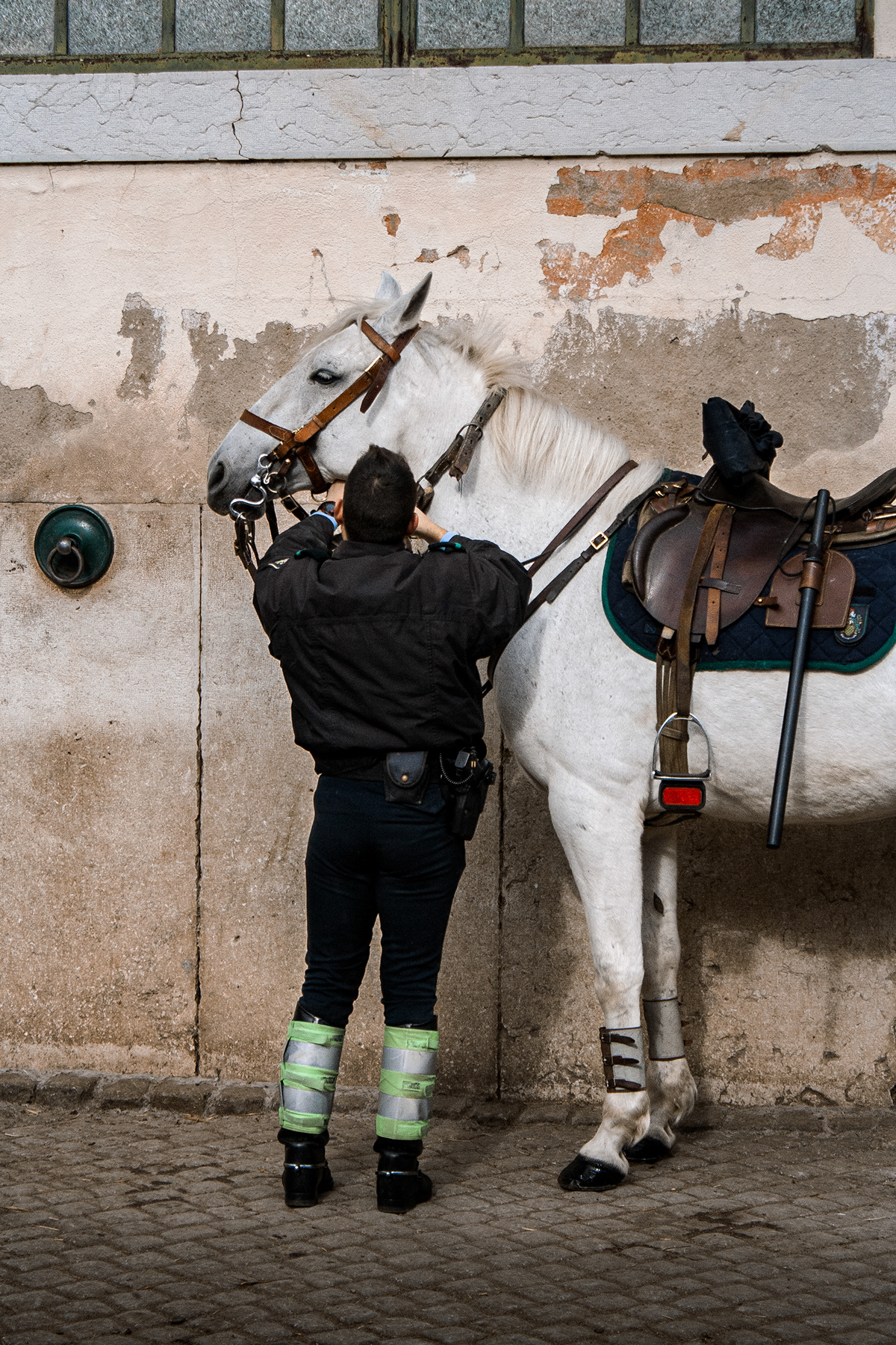 police horse animal city Photography  patrulha territory