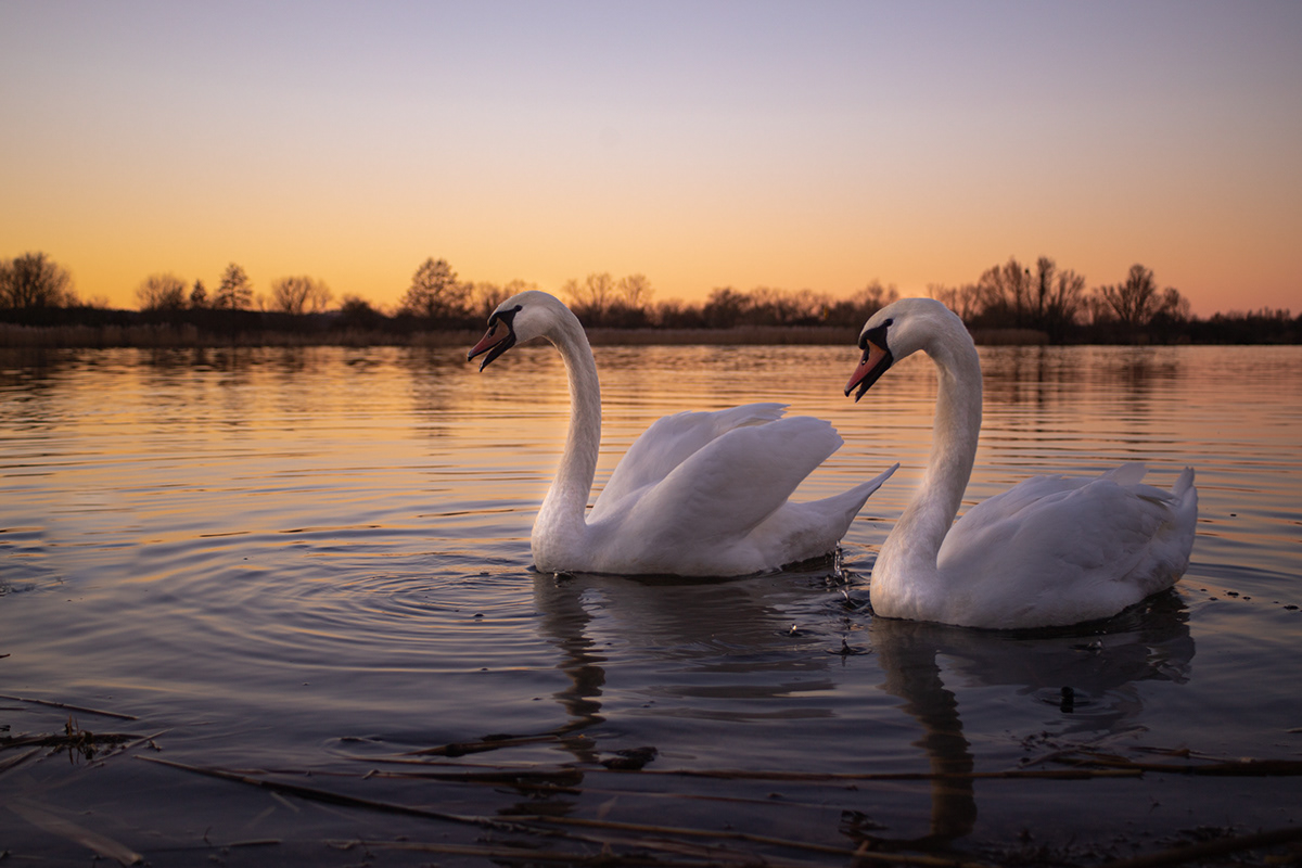 beauty Canon Landscape Nature Photography  river SKY sunset swan swans