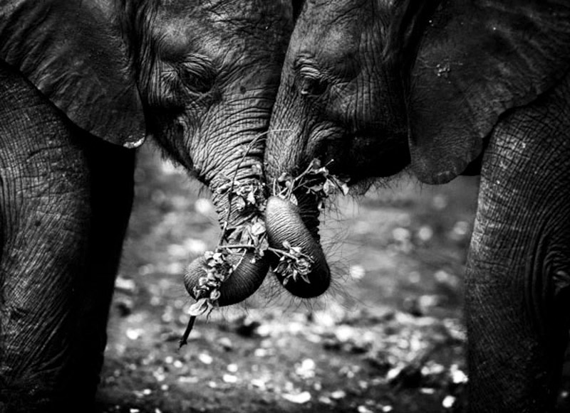 elephant africa afrique bandw n&b photo Nature wildlife