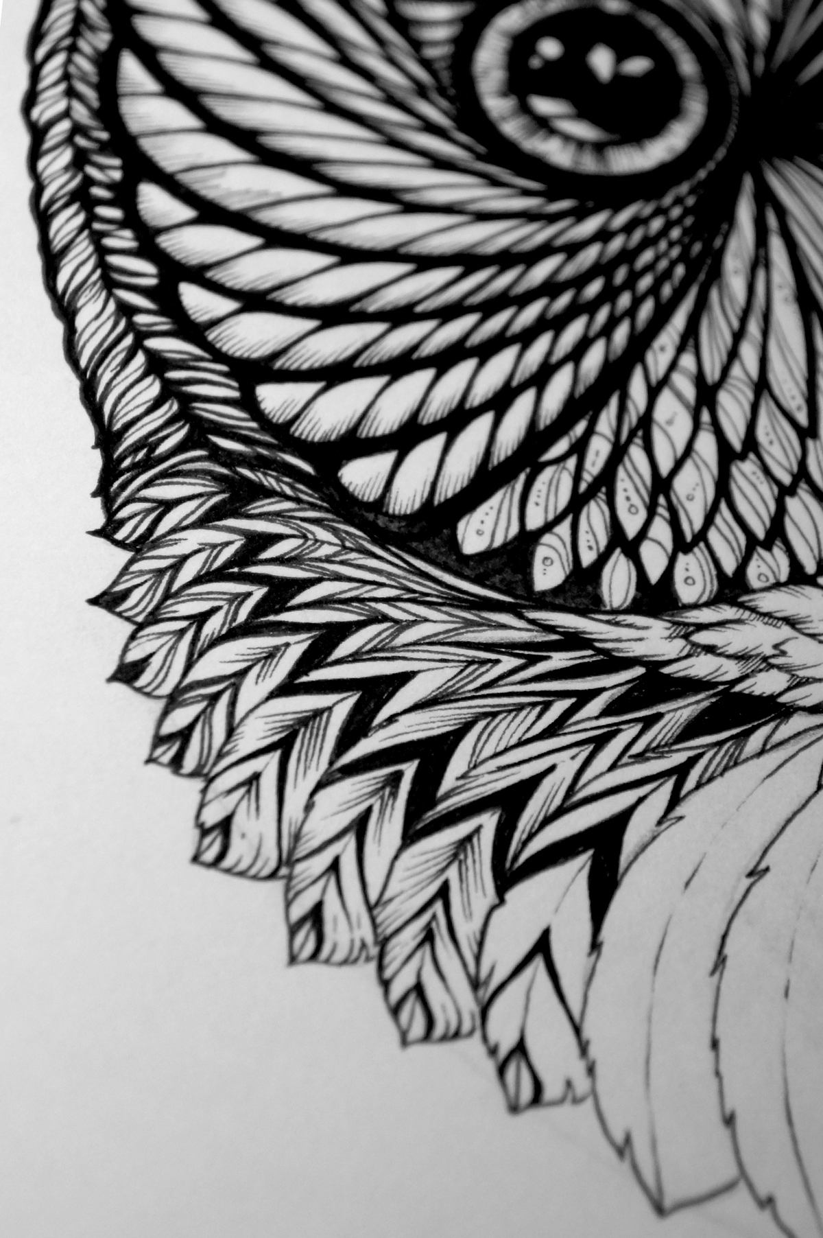owl hand drawn eyes detail intricate pen black and white illustrating bird animal feathers pattern stripes ears