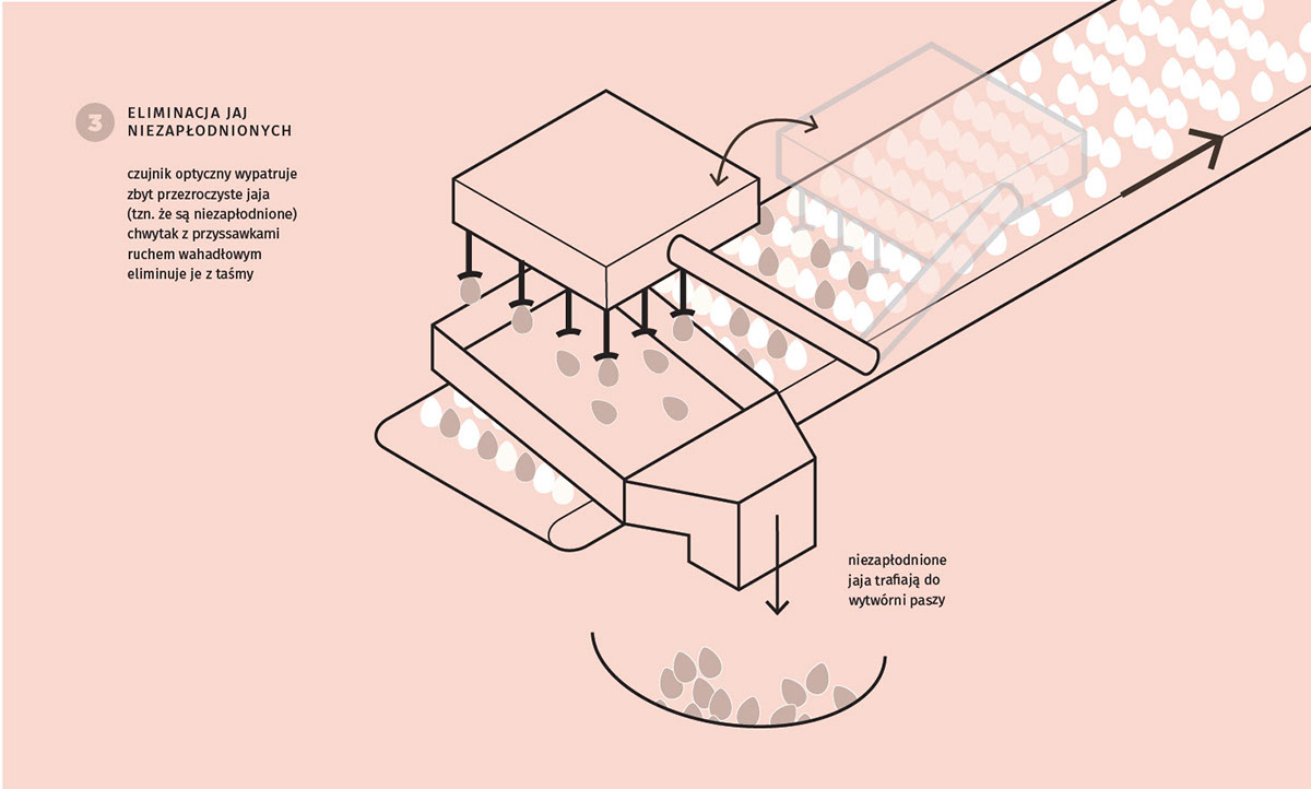 eggs Food  chickens infographics animal farming Factory Farming meat