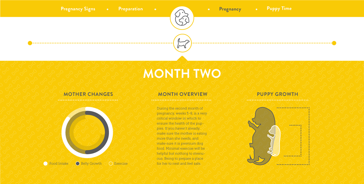 Web puppy pregnancy ui design UX design Website Responsive Responsive Design