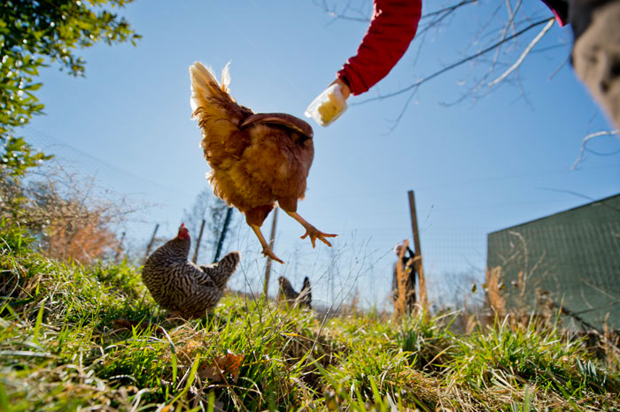 chickens  North Carolina Shire homesteading Sustainability Land Management gardening Hens organic Food  holesome Love