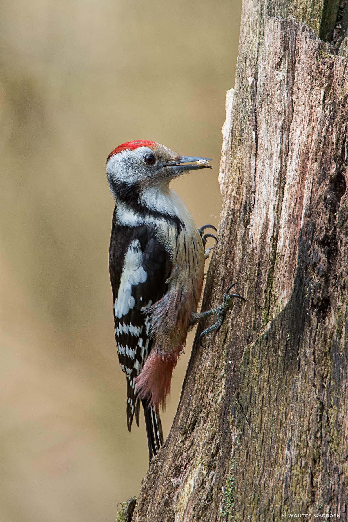 middle spotted woodpecker middelste bonte specht