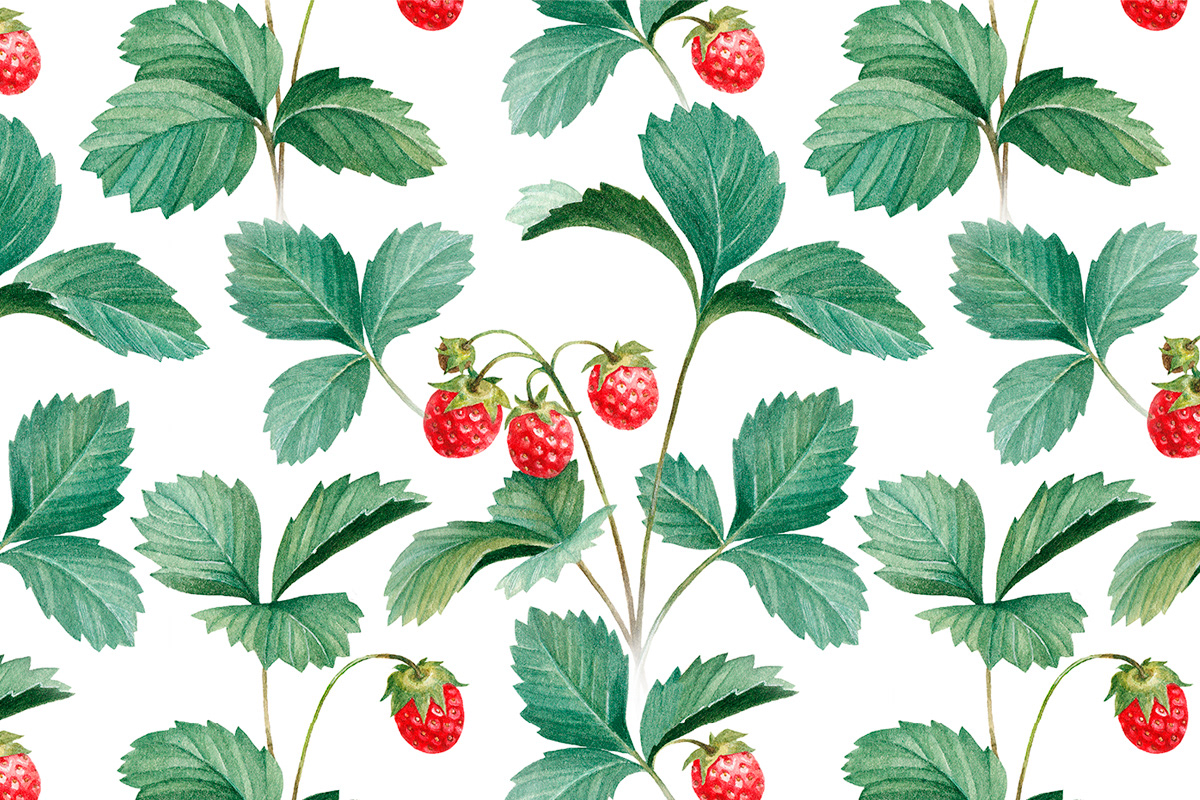 Collection Fruit strawberry berry botanical raspberry currant honeysuckle bush watercolor sea buckthorn Nature hand drawn pattern seamless