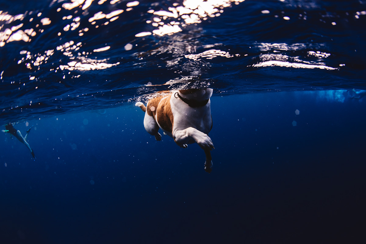 dogs and dolphins dogs Dolphins Hawaii dolphins ocean culture freedive dogs in water HAWAII big island Ocean ocean life Nat Geo freediving spinner dolphins underwater