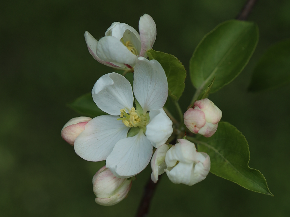 Apple Tree blossom blooming Flowers spring Nature Photography 