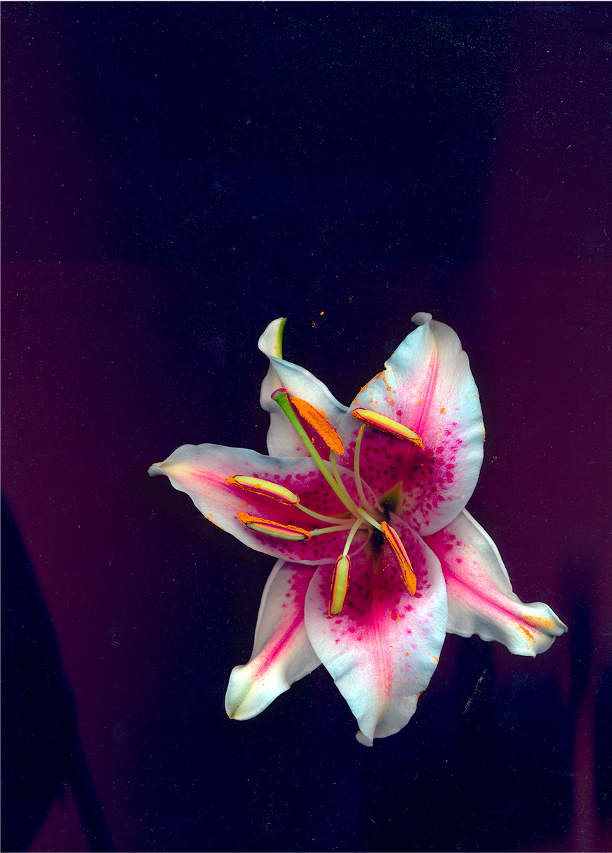 Lindsey Best Scanned Images scanner Flowers process death