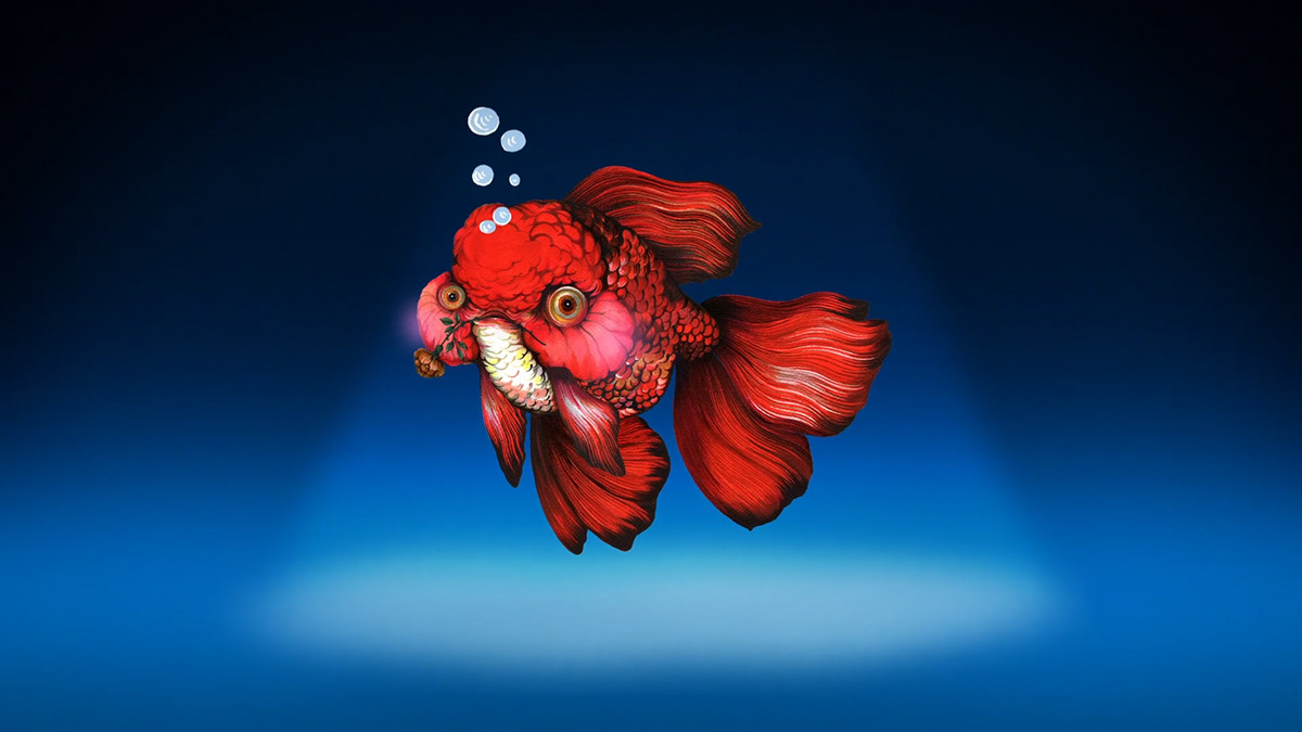 animation  artist cartoon goldfish motion motion graphic move