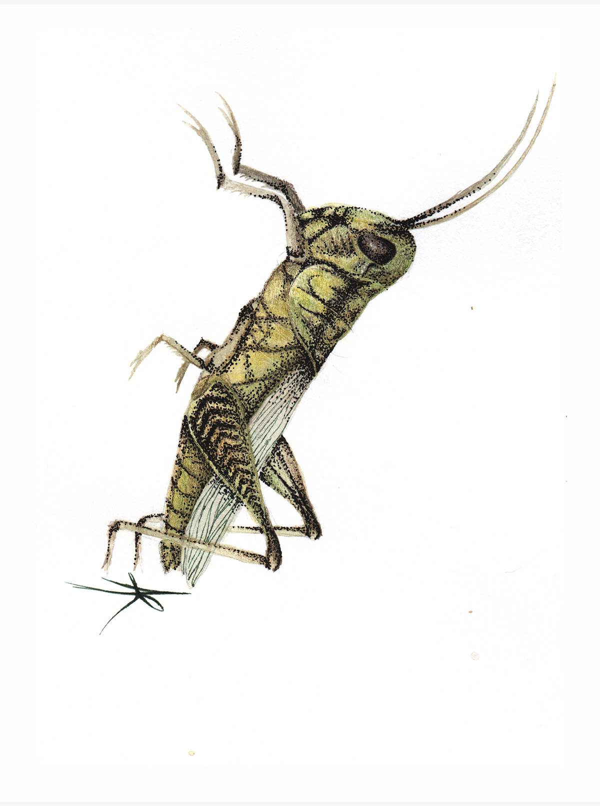 scientific illustration biology cicada moth Grasshopper beetles Flies mosquito watercolor colored pencils ink Derwent cotman commission
