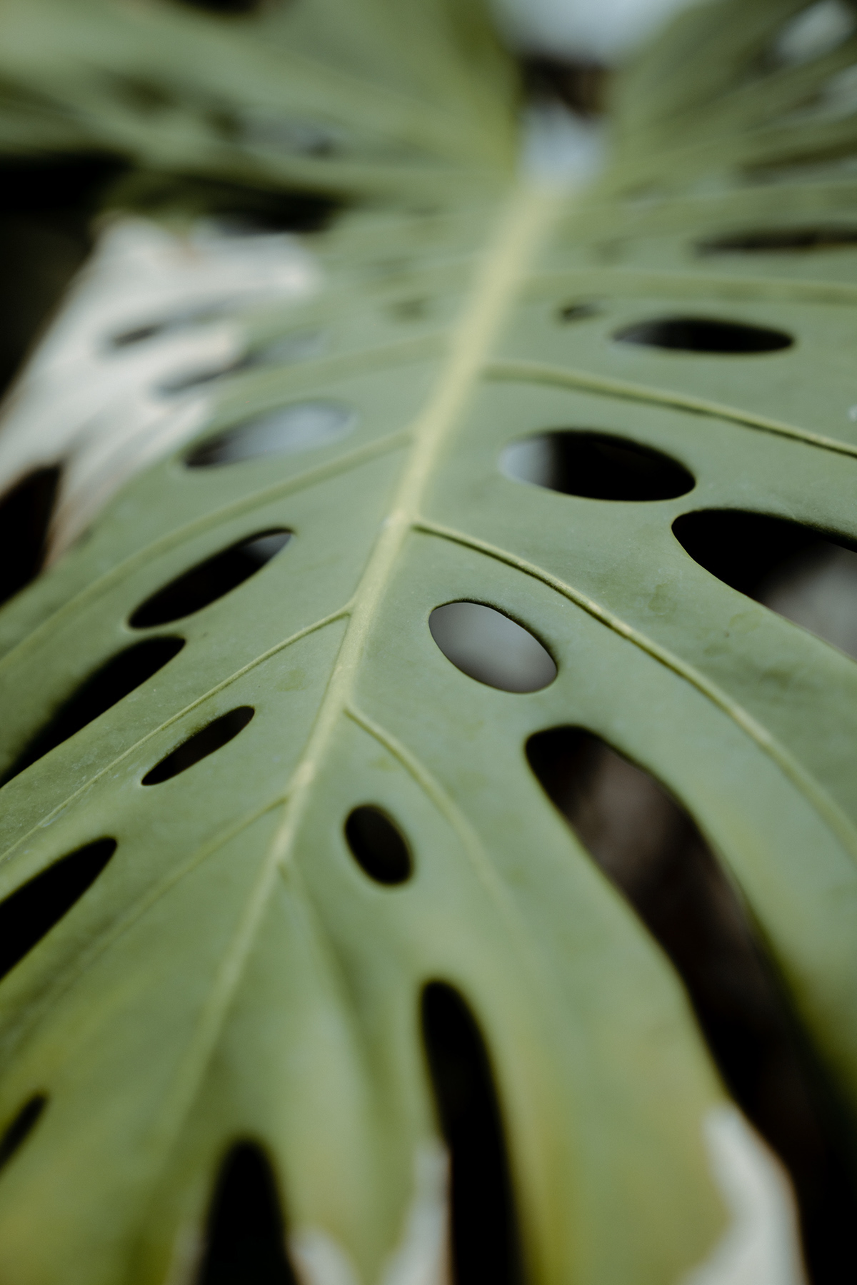 closeup green Nature Photography  plants textures Tropical wallpaper