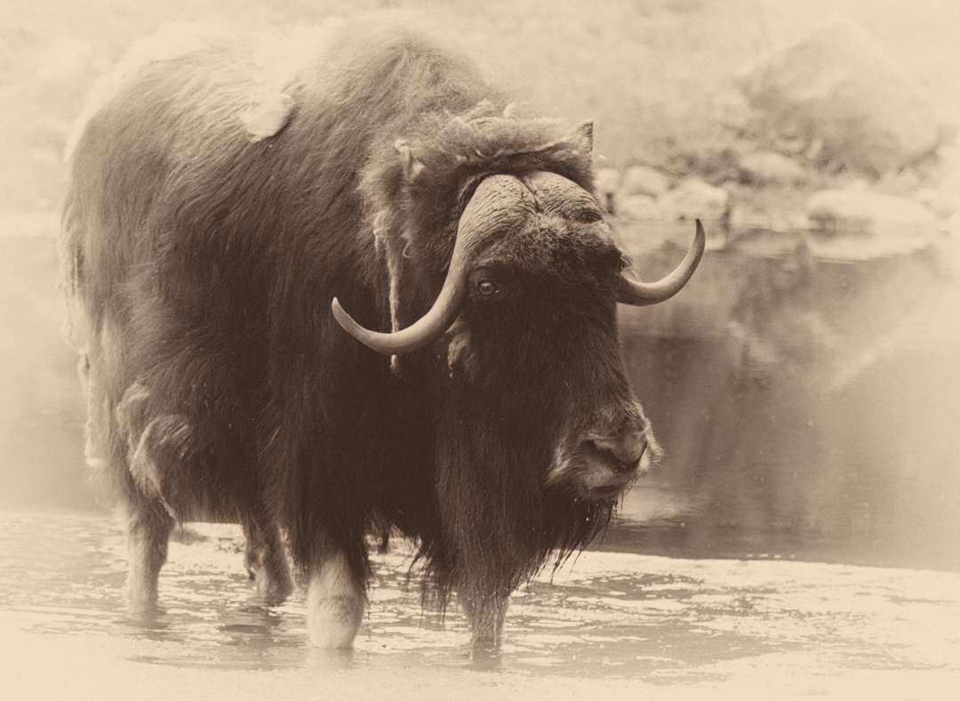 wild west butcher's crossing John Williams Buffalo bison