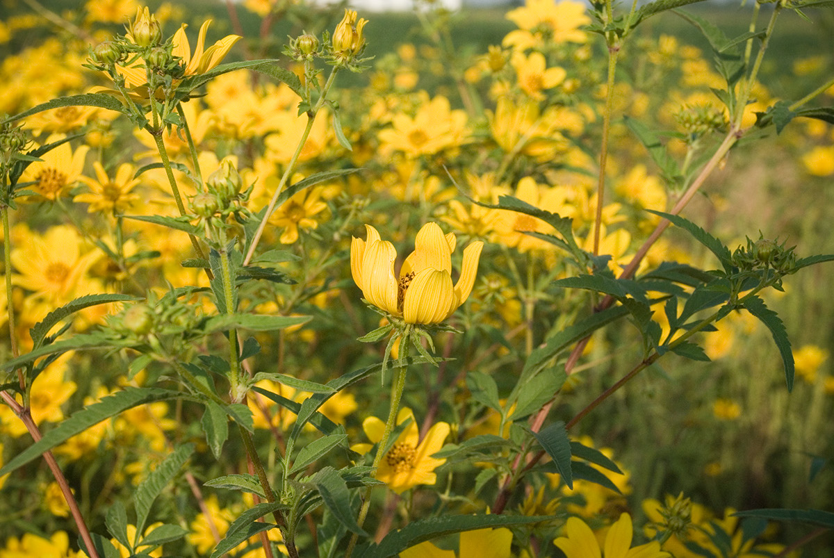 yellow tickseed flower flower missouri missouri flowers weeds tickseed flower Macro Photography seasonal photography  Fall Photography