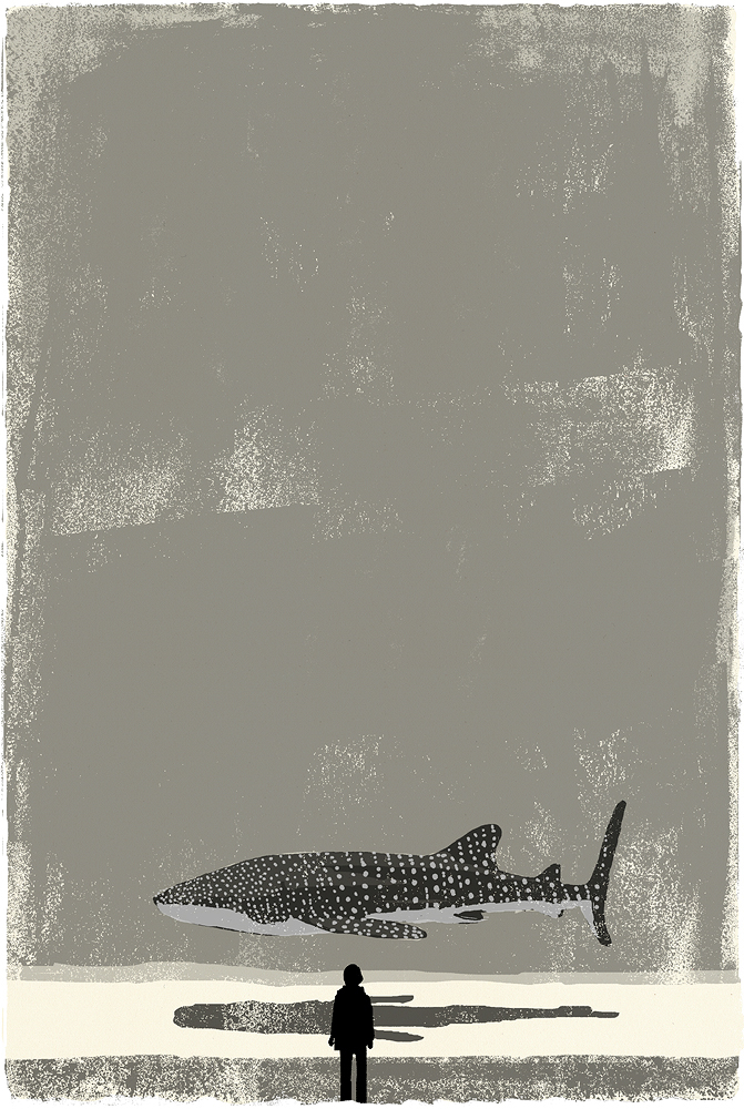 Whaleshark Whale shark animals Monochromes