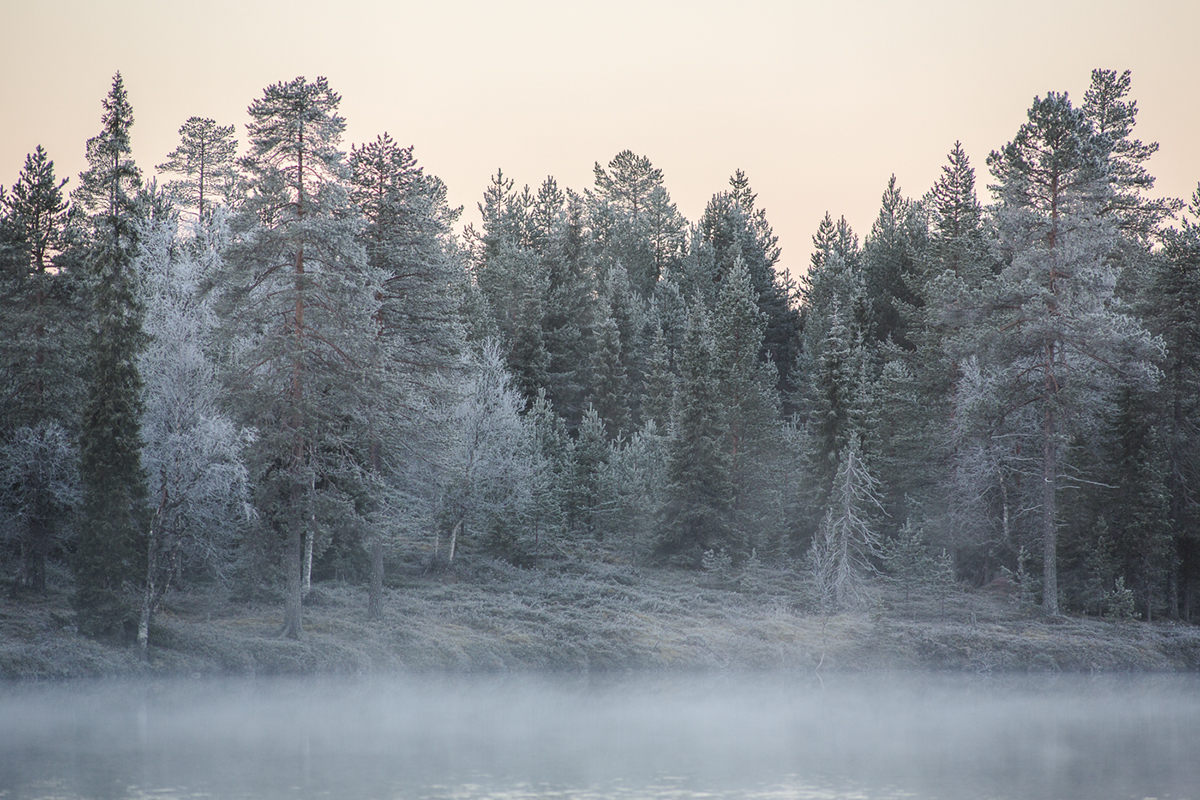 Landscape Nature forest trees Lapland finland tiina törmänen