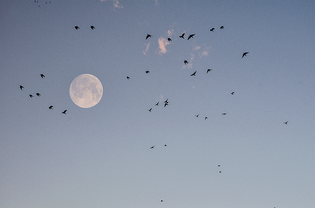 moon birds clouds SKY photo Nikon