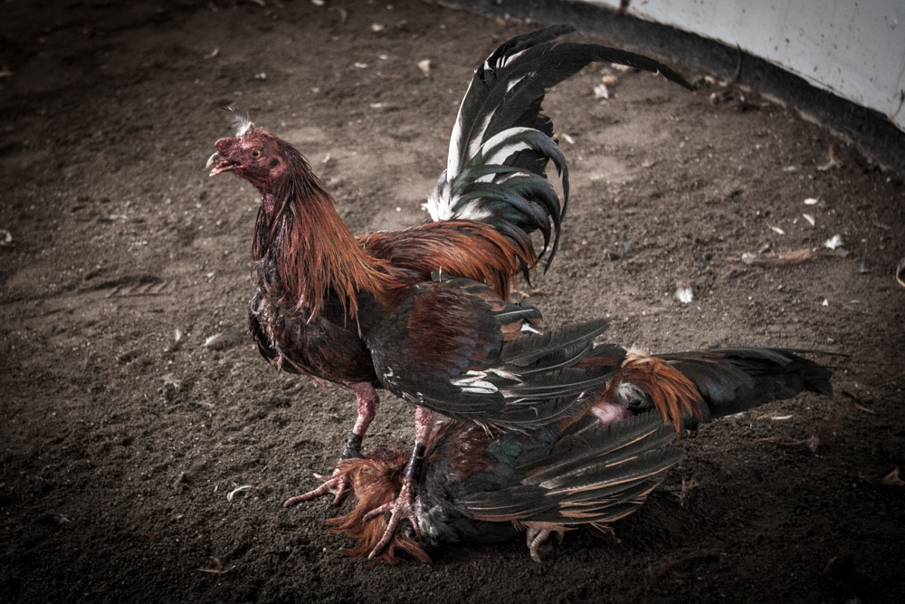 Adobe Portfolio cockfighting chile gallos