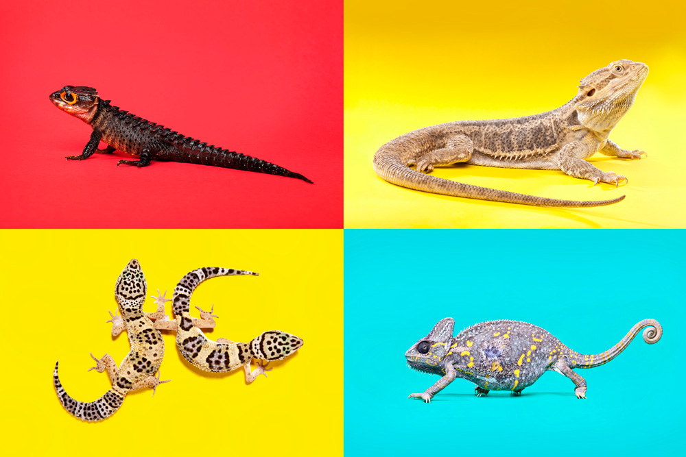 reptile rodent seahorse colour color creatures exotic animals reptiles snakes lizards spiders gekhos chameleon